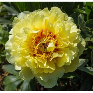 Paeonia Itoh Garden Treasure